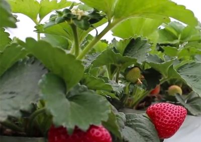 Precision Irrigation at Reiter Berry Farms | Educational Video