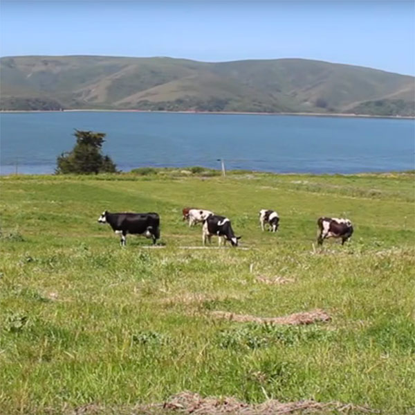 Water Reuse & Methane Digestion at Straus Family Creamery | Educational Video